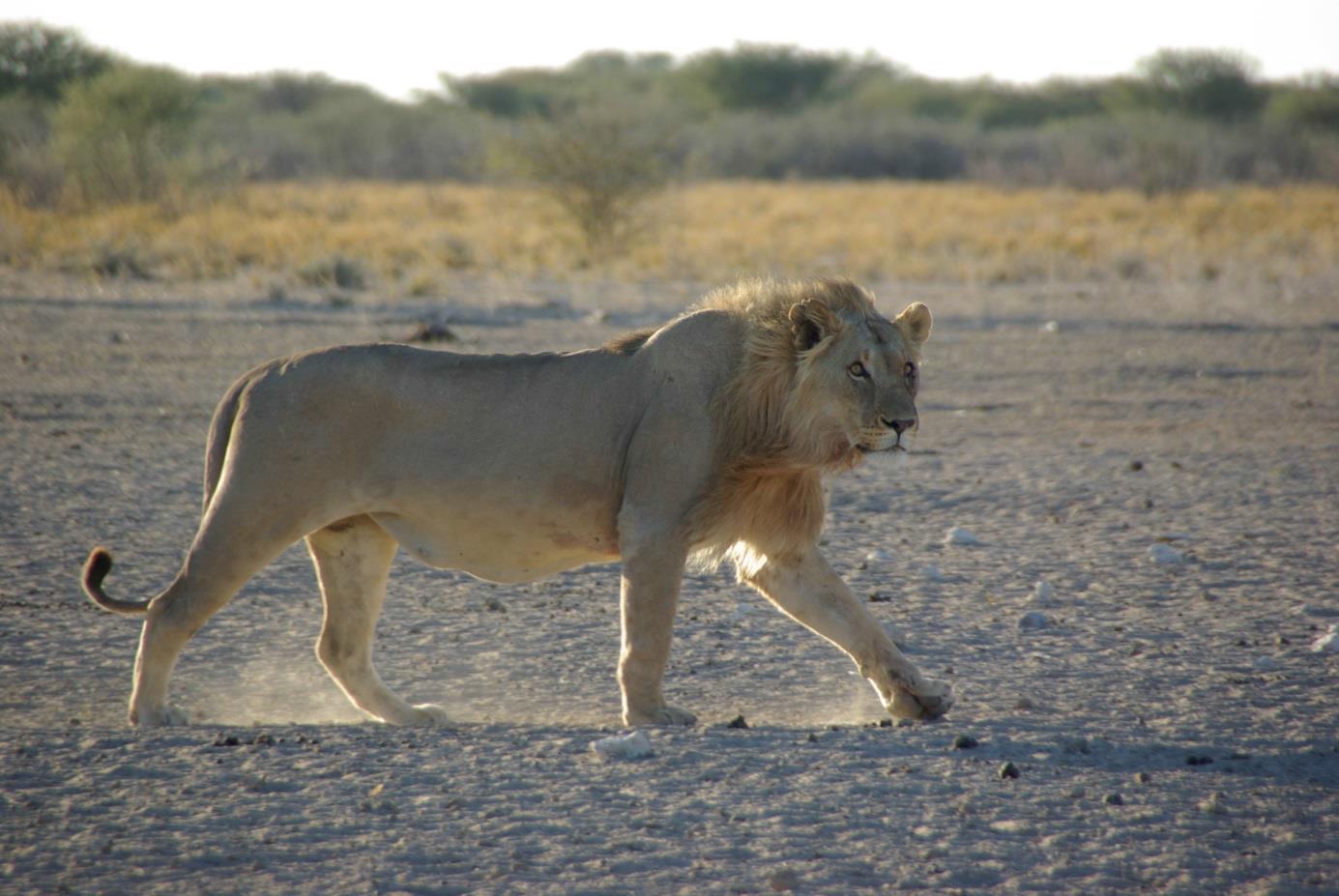 New project in Namibia to protect lions