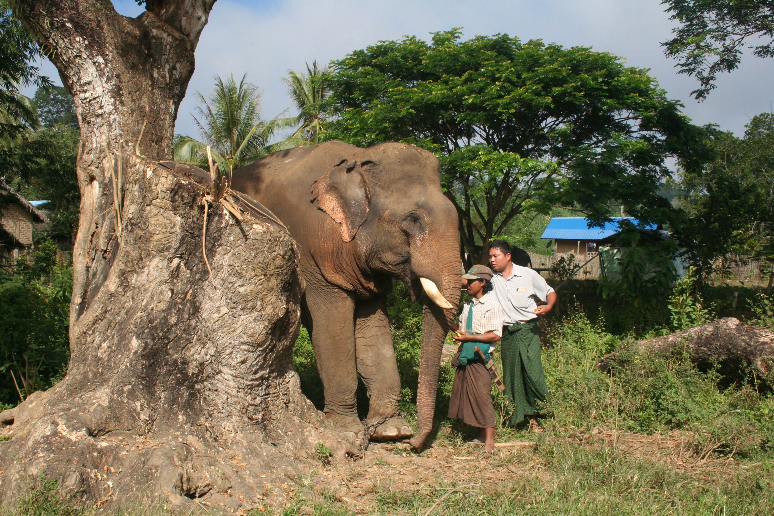 Graue Riesen beim Arzt: Registrierung von Arbeitselefanten am Indawgyi-See