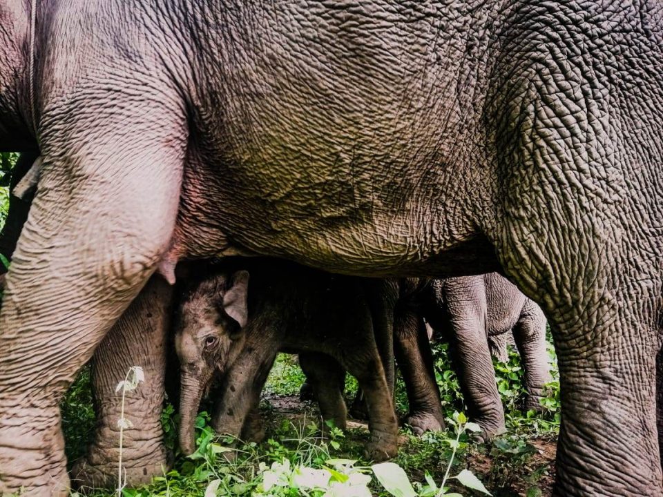 Chances for Nature | Elefantenbabys in Myanmar