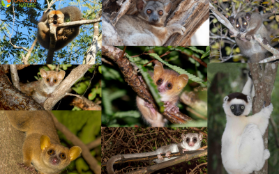 Die Lemuren des Kirindy-Waldes