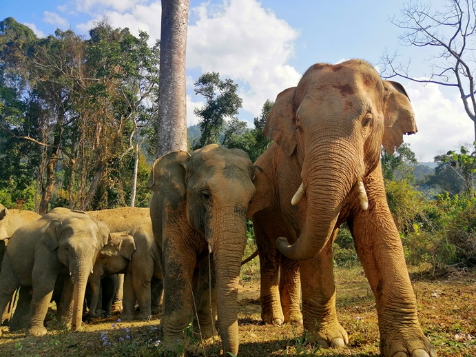 Ungewöhnliche Wanderungen wilder Elefanten am Indawgyi-See